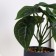 Bonsai in the pot "Alocasia Galant" 7.5x15 cm