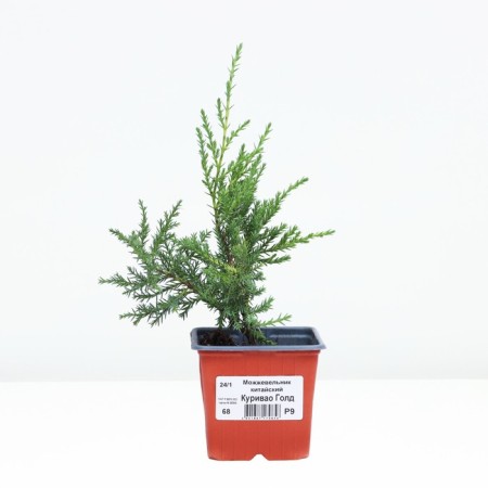 Juniper Chinese "Kurivao Gold", P9, 1pc, h 3-20 cm, summer 2024-2