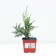 Juniper Chinese "Kurivao Gold", P9, 1pc, h 3-20 cm, summer 2024