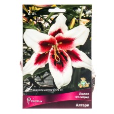 Lilies from hybrids Altari, 14/16 rr, 2 pcs. 115 h (cm), autumn 2024