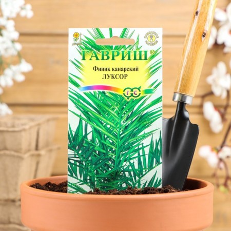 Seeds of indoor flowers dates "Luxor", 2 pcs.