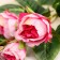 Artificial flowers "bush rose" 80 cm, pink