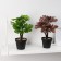 Bonsai in the Veigel pot 10x23 cm, mix