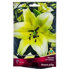Lilies from Hybrids Konka d’or, 14/16 rr, 2 pcs. 110 h (cm), autumn 2024