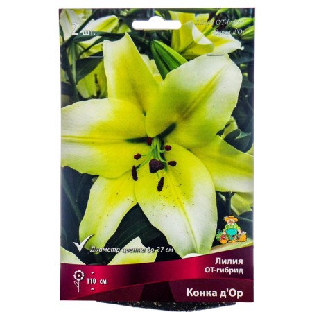Lilies from Hybrids Konka d’or, 14/16 rr, 2 pcs. 110 h (cm), autumn 2024