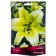 Lilies from Hybrids Konka d’or, 14/16 rr, 2 pcs. 110 h (cm), autumn 2024