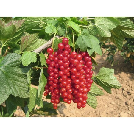 Long-circuit currants, C2 pot, H20-40 Height, 1 pc, summer 2024