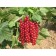 Long-circuit currants, C2 pot, H20-40 Height, 1 pc, summer 2024