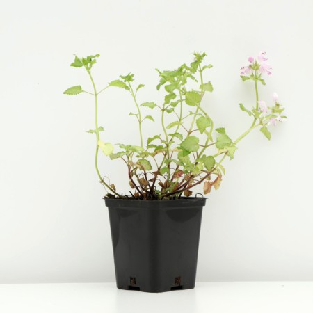 Sein -clock spoture "Bikon Silver", P9 pot, 1 pc, spring 2024-1