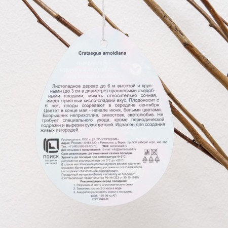 Arnold's hawthorn (ordinary), 1 pc, tube, spring 2025-2