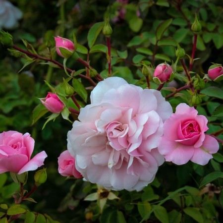 Seedling rose "Panama", tube, spring 2025