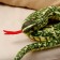 Soft toy "Snake", 30 cm, green color