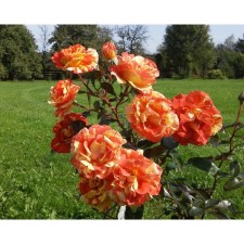 Seedling rose Floribunda 