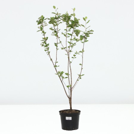 Aronia Chernolod, C5 pot, 1 pc, summer 2024-1