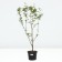 Aronia Chernolod, C5 pot, 1 pc, summer 2024