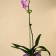 Support for orchids, h = 44 cm, plastic, green, mix