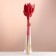 Set of dried flowers "wheat", banch 35-40 pcs, length 50-60 (+/- 6 cm), red