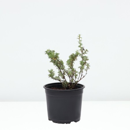 Lapceta shrubby red Ace, C2 pot, 1 pc, summer 2024-1