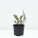 Lapceta shrubby red Ace, C2 pot, 1 pc, summer 2024