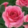 Rose Grace, spring 2024, 1 pc.