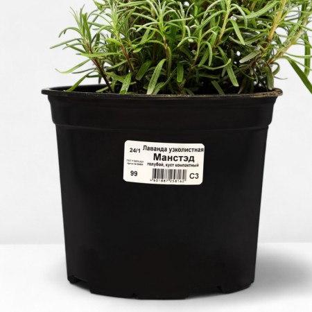 Lavender narrow -leaved manstead, pot C3, 1 pc, summer 2024-2