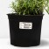 Lavender narrow -leaved manstead, pot C3, 1 pc, summer 2024