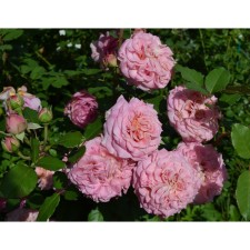 Seedling rose tantau tea-hybrid 