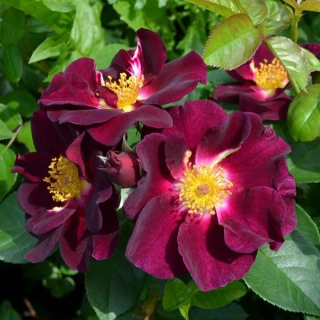 Seedling rose "Knight aul", tube, spring 2025