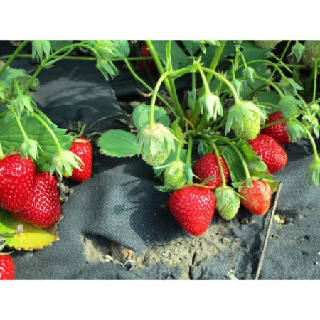 Strawberry Garden Aromas, P9 pot, 1 pc, summer 2024