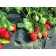 Strawberry Garden Aromas, P9 pot, 1 pc, summer 2024