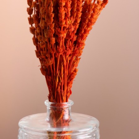 Set of dried flowers "Zheleznitsa", banch length 35 (+/- 6 cm), orange-1