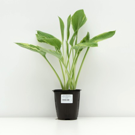 Khosta FORCHUNA "Aurea marginata", pot C3, 1 pc, spring 2024-2