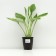 Khosta FORCHUNA "Aurea marginata", pot C3, 1 pc, spring 2024