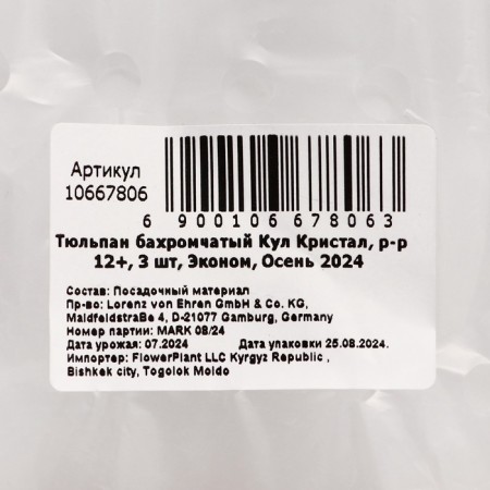 Tulip fringe Kul Crystal, rr 12+, 3 pcs, economy, autumn 2024-2
