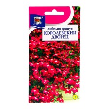 Lobelia flowers 