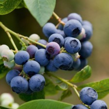 Blueberries tall Earlib, C2 pot, H20-40 Height, 1 pc, summer 2024