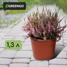 Pot for seedlings, 1.3 l, d = 14 cm, h = 12 cm, terracotta, Greengo
