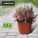 Pot for seedlings, 1.3 l, d = 14 cm, h = 12 cm, terracotta, Greengo