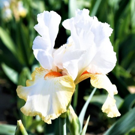 Iris Bearded Halloween Halo, Rr. I, 1 pc, spring 2025