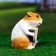 Garden figure "Guinea pig with accordion" 10x13.5x17cm