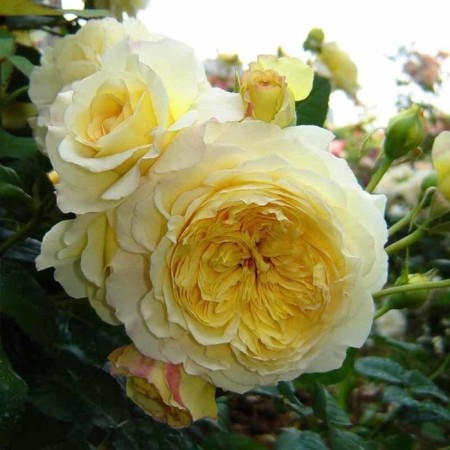 Sahenian Rosa Nelson Monfort, Shrab-Rosa, Pot 2 l., Summer 2024