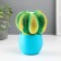 Growing gift Eco -Zhizhivchik "Cactus Astrophytum" ​​MIX