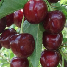 Саженец ДЮК(гибрид вишни и черешни) Ивановна, Горшок 9*9*14, Лето 2024