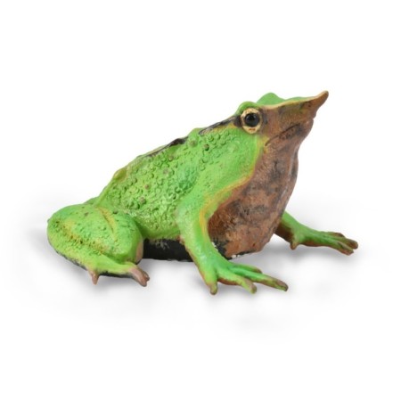 Figure "Frog Darwin", m