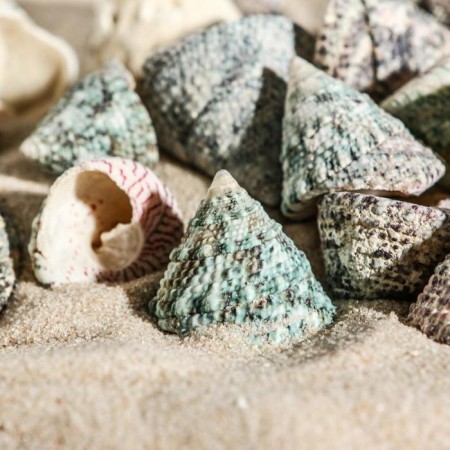 Set of shells Tektus Fenestratus, 100 g-2