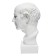 Gypsum figure Roman head, 25 x 25 x 60 cm