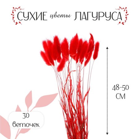 Dry -flowers "Lagurus", set of 30 pcs., Red color-1