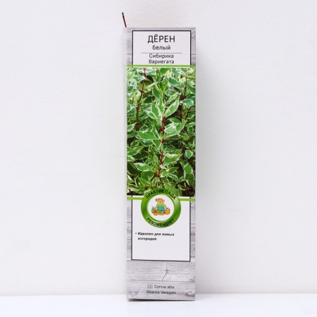 Deren White "Siberik Variegat", 1 pc, tube, spring 2025