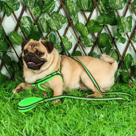 The ammunition set is soft, reflective, leash 120 x 1.5 cm, Osh 35-53 cm, yellow-10