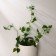 Fastards for climbing plants, wall, self -adhesive, “snail”, d = 10 mm, Greengo